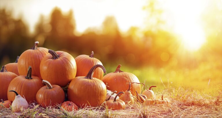 Beleef de herfst bij Marveld