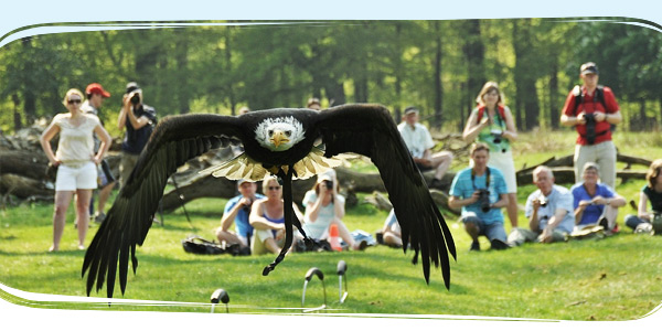 Roofvogelshow  bij Marveld